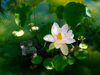 Beautiful Wallpaper For Desktop Lotus HD