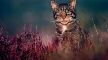 Wildcat Wallpaper Top Background