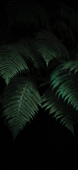 Plant iPhone Wallpaper