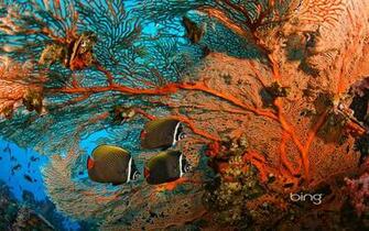 Bing Dynamic Background For