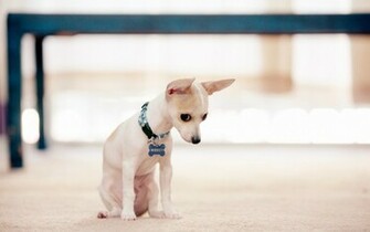 Dogs Desktop Wallpaper High Definition Quality