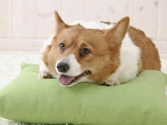 Welsh Corgi Pembroke Dog On The Pillow Photo And Wallpaper Beautiful
