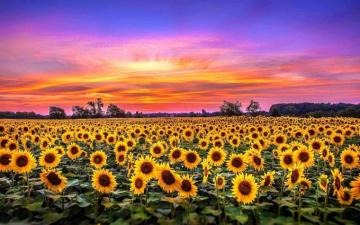 Sunflower Wallpaper