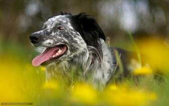 Wallpaper Dog Field Summer Desktop In The