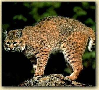 Best Animal Bobcat Wallpaper Wallpaperlikjen Create