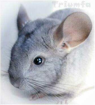 Litlle Silver Chinchilla By Triumfa