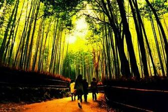 Bamboo Forest Japan All Of These Photo Is Cached From This