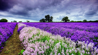 Field Flowers 1440p Resolution HD 4k Wallpaper Image Photos And Picture