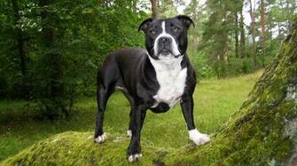 American Bulldog Wallpaper