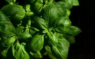Wallpaper Basil Leaves Green Plant