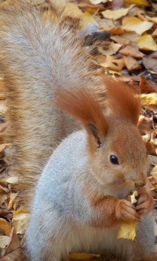 Nice Squirrel HD Live Wallpaper For Android