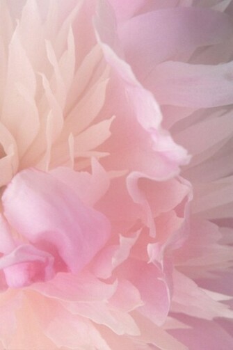 Peony iPhone Wallpaper