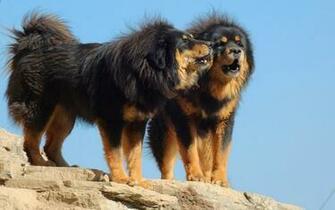 The Tibetan Mastiff HD Wallpaper Atlas Equipment Nikon D90