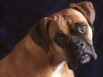 Bullmastiff Dog Desktop Wallpaper
