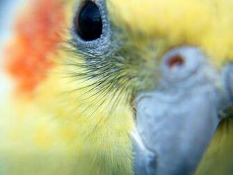 Gallery For Gt Cockatiel Wallpaper
