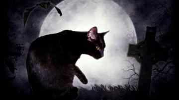 Black Cat Moon Wallpaper On