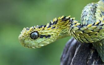 Eyelash Viper