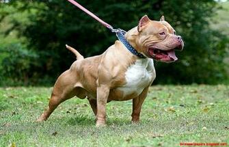 American Pitbull Dog Widescreen Wallpaper Of High Resolution