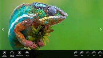Wildlife Animal Wallpaper HD App For Windows In The Store