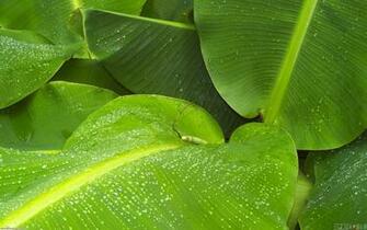 Banana Leaves Wallpaper Open Walls