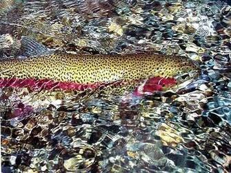 Trout Alaskan Rainbow Wallpaper Background