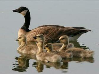 Canada Goose Wallpaper Me