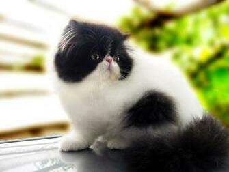 Persian Cat Computer Screen Saver Pc Desktop Wallpaper