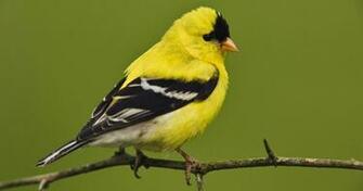Goldfinch Bird 4k Ultra HD Wallpaper Wpt7605080 Yellow Finches