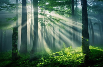 Foggy Forest Wallpaper