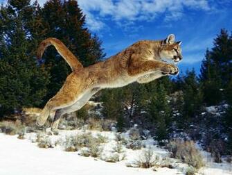 All Wallpaper Wildlife New Nice HD