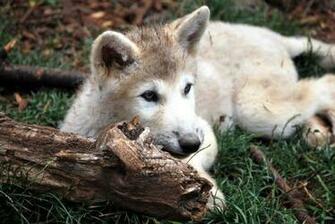 Baby Wolf Vektorgrafik