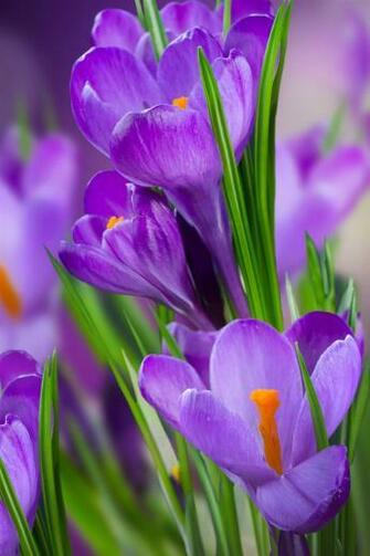Purple Flowers iPhone Wallpaper 4s