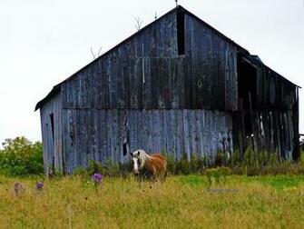 Horse In Front Of Old Barn