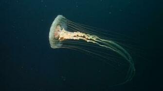 Box Jellyfish Wallpaper