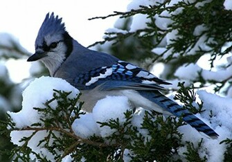 Name Blue Jays Wallpaper Jpgs 7249size Kb