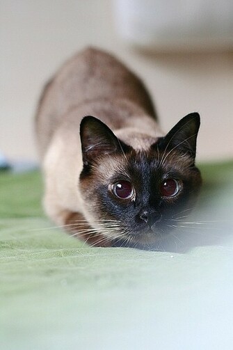 Siamese Cat HD Desktop Wallpaper Pet Ancient Egyptian