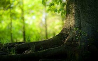 Forest Desktop Pc And Mac Wallpaper