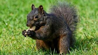 Squirrel Wallpaper Animal