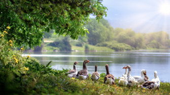 Wild Geese 4k HD Wallpaper Image Photos And