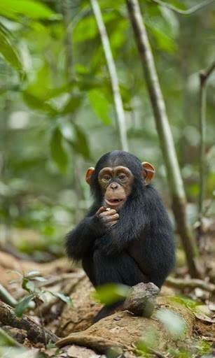Amazing Wallpaper Of Chimpanzee Top Collection