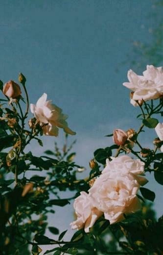 Aesthetic Flower Wallpaper Top