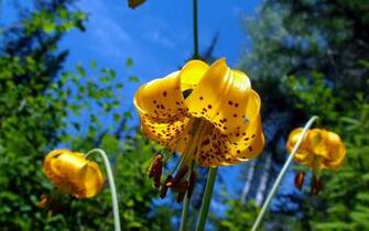 Nature Wallpaper Widescreen Beauty Flowers