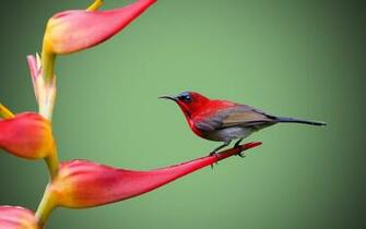 Bird High Definition Wallpaper
