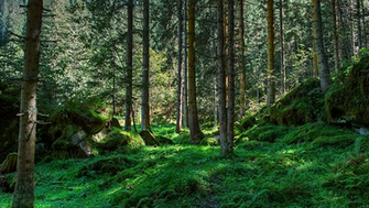 Spring Forest Desktop Wallpaper Beautiful Nature