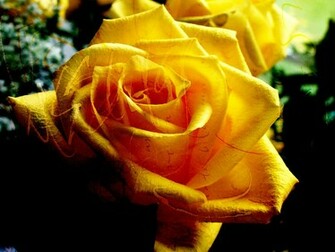 Rose Online Wallpaper Weddingdressin