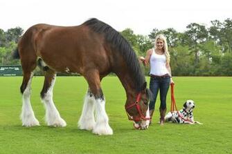 Clydesdale Wallpaper