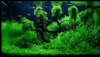 Aquascape Wallpaper Top Background