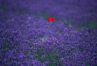 Wallpaper Flower Field Poppy Lavender Desktop Nature