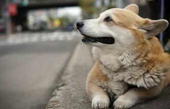 Welsh Corgi The Life Of Animals