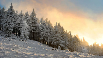 Winter Forest Wallpaper